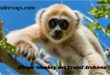 Albino-Monkey.net Travel Archives