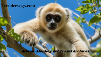 Albino-Monkey.net Travel Archives