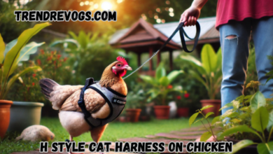 H Style Cat Harness on Chicken